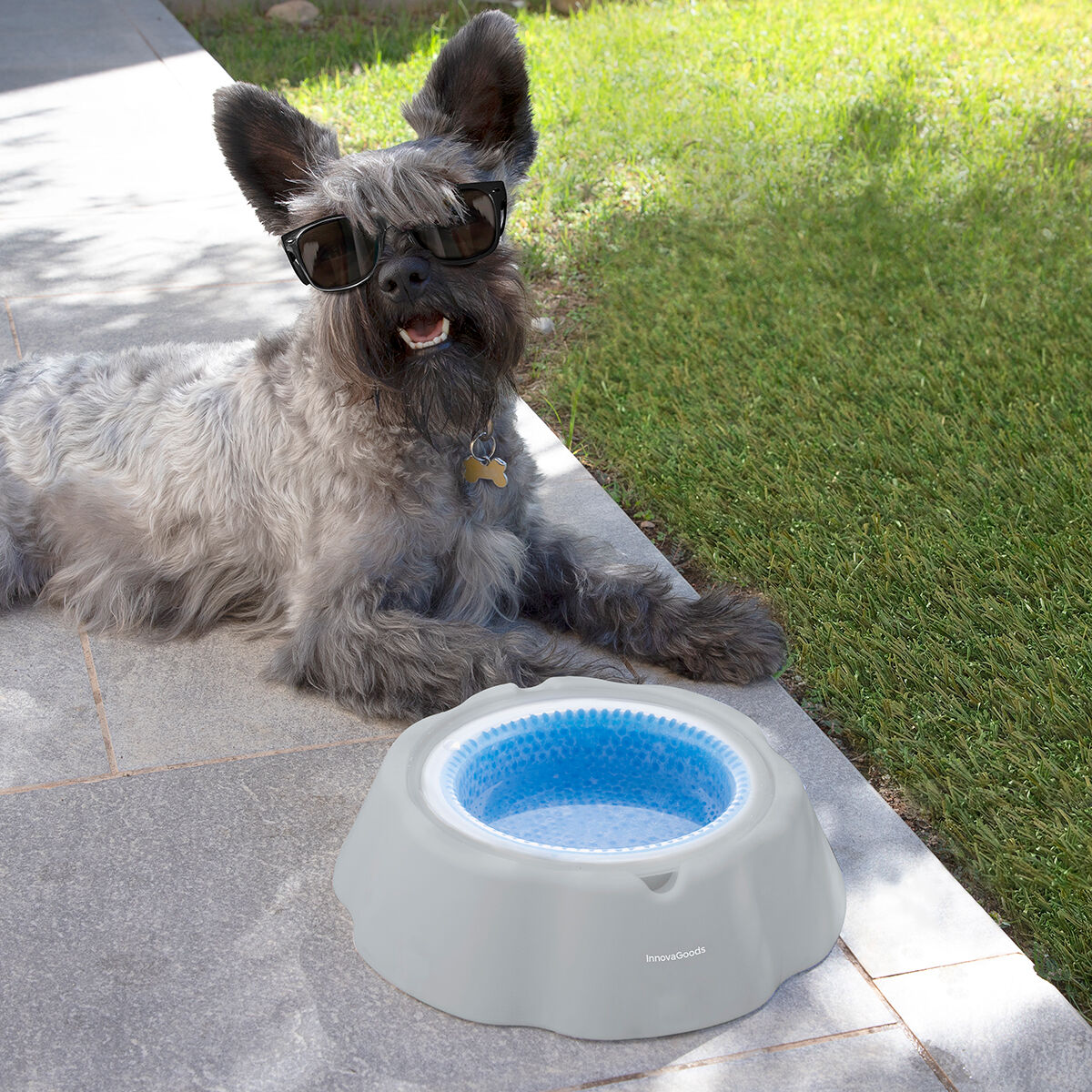 Bebedouro Refrescante para Animais de Estimação