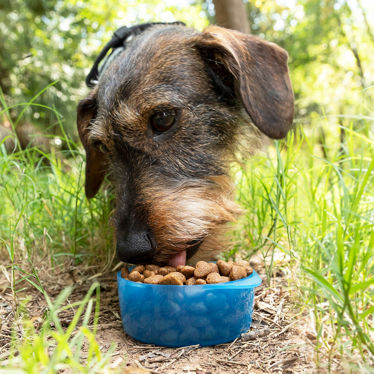 Garrafa com Depósito de Água e Comida para Animais de Estimação 2 em 1 Pettap InnovaGoods