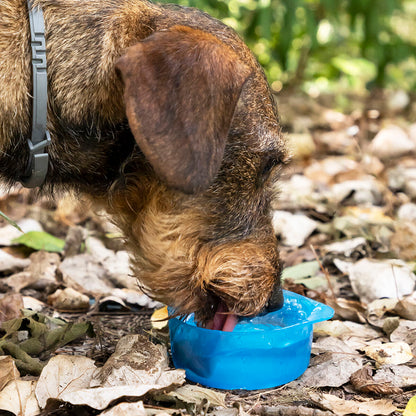 Garrafa com Depósito de Água e Comida para Animais de Estimação 2 em 1 Pettap InnovaGoods